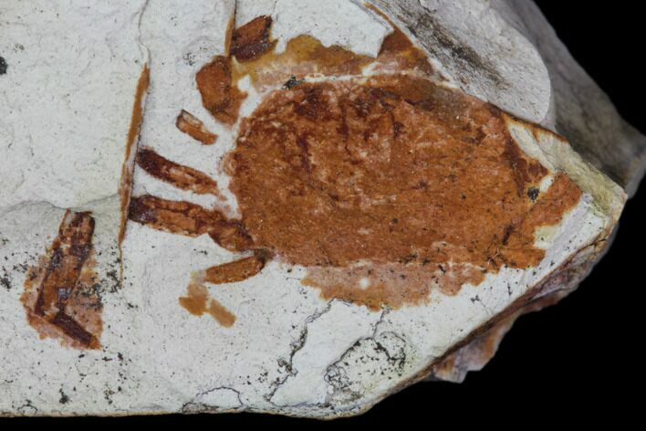 Bargain Fossil Pea Crab (Pinnixa) From California - Miocene #85305